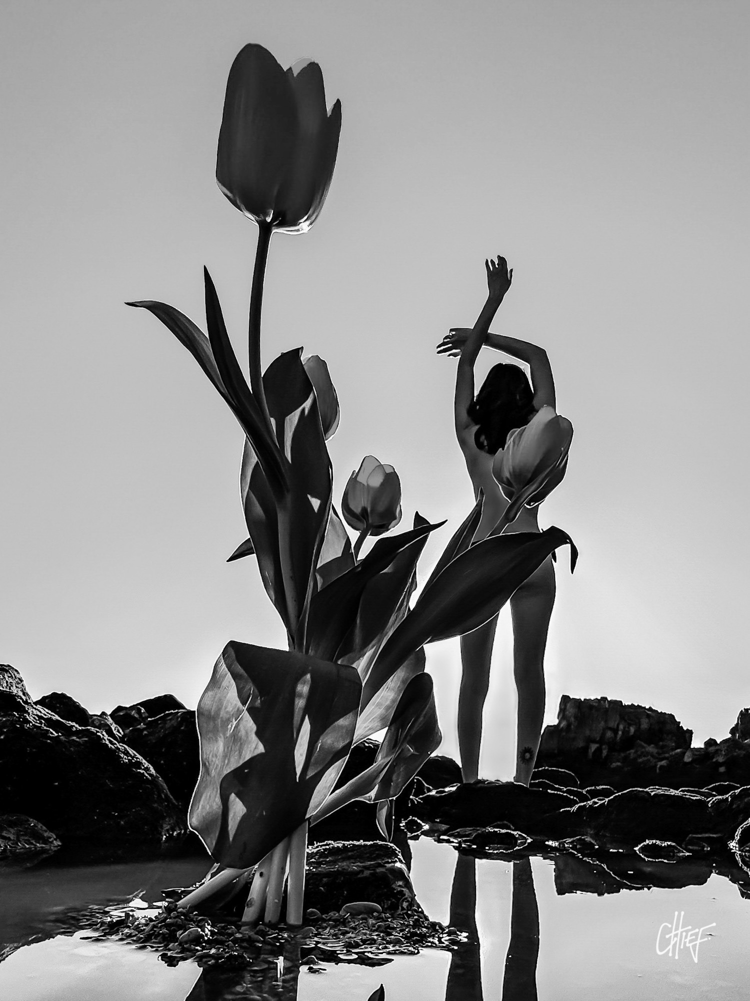 Becoming Bloom — Open After Midnight by CHIEF