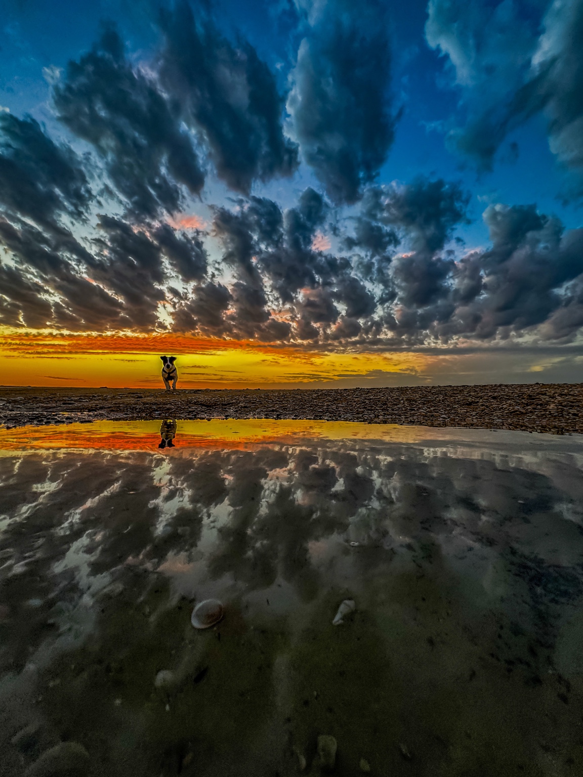 The Dog Who Owned the Sky — fine art photography by Eran Yerushalmi, CHIEF