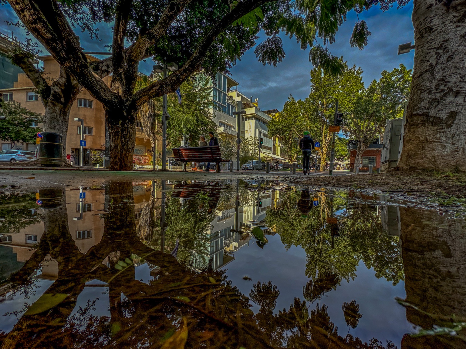 The Park Grew Downward — fine art photography by Eran Yerushalmi, CHIEF