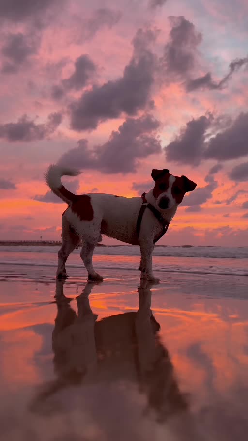 Walking Through Fire, a moving-image artwork by Eran Yerushalmi (CHIEF)