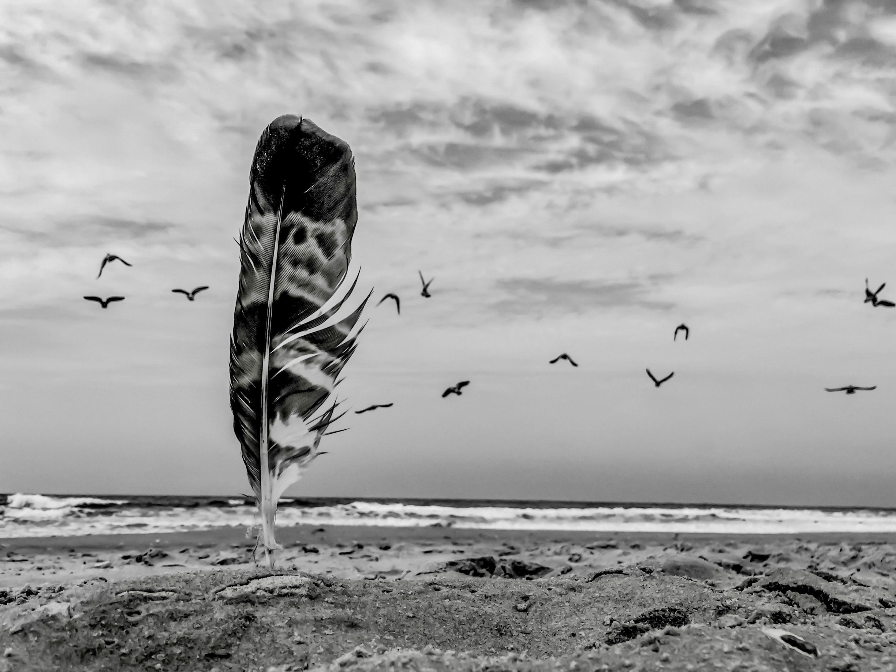 The Feather That Dreamed of Flying — fine art photography by Eran Yerushalmi, CHIEF