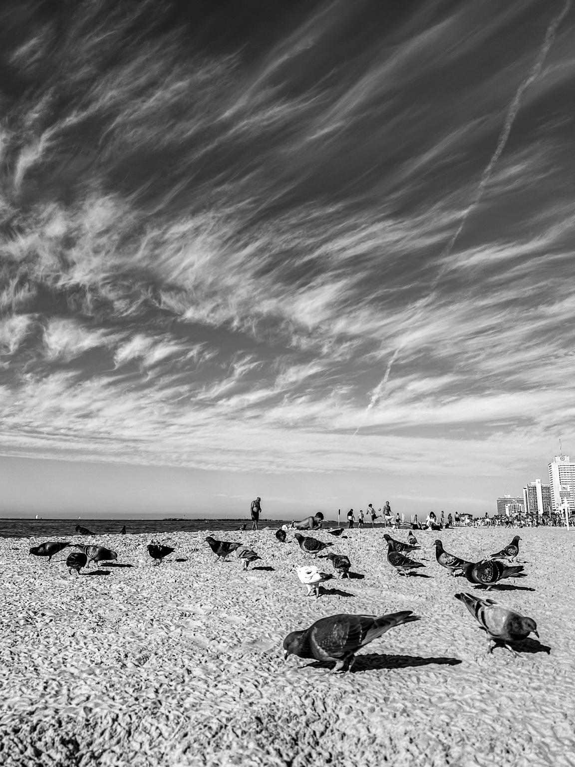 A Parliament of Wings — fine art photography by Eran Yerushalmi, CHIEF
