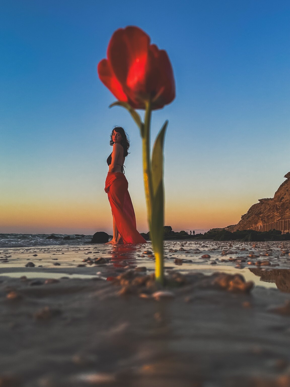 Tulip Eclipse — יצירת צילום אמנותי מאת ערן ירושלמי, ערן צ׳יף (CHIEF)